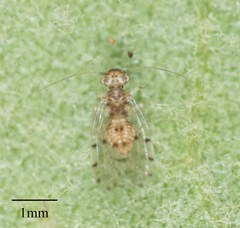 Ectopsocus californicus