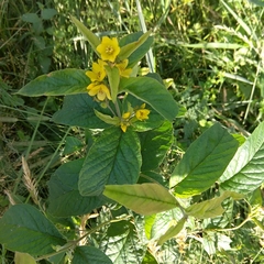 Lysimachia vulgaris