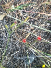 Silene laciniata laciniata