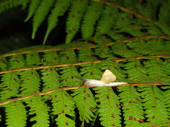 Satsuma