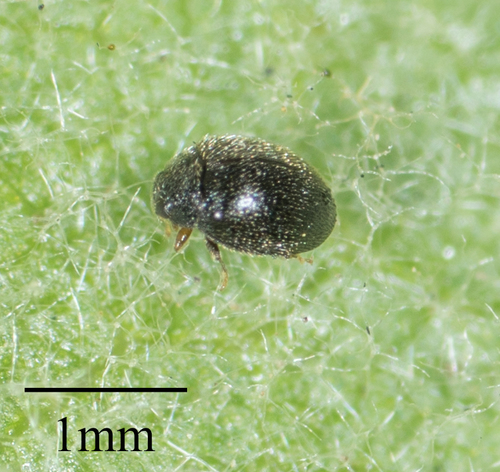 Spider Mite Destroyer photo 5