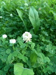 Trifolium repens