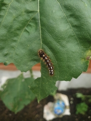 Acronicta rumicis
