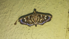 Chabula
