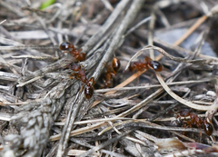 Myrmica rubra