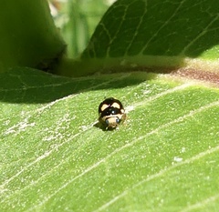 Brachiacantha decempustulata