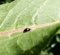 Brachiacantha decempustulata