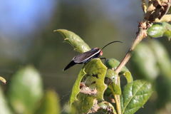 Ctenucha multifaria