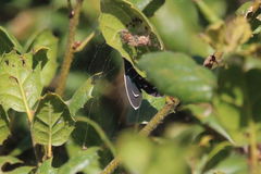 Ctenucha multifaria