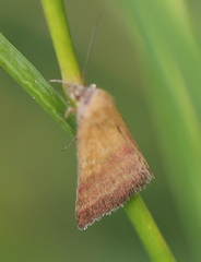 Phytometra viridaria