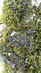 Scytinium dactylinum