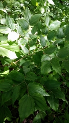 Prosartes lanuginosa