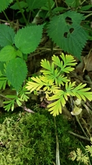 Dicentra