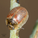 Eucalyptus Leaf Beetle - Photo no rights reserved, uploaded by Jesse Rorabaugh