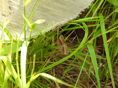 Scotopteryx chenopodiata