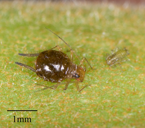 Aphid