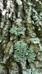 Heterodermia squamulosa