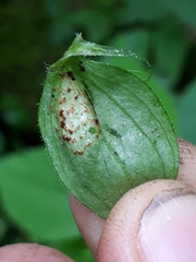 Puccinia arenariae