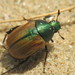 Pale and Green Leaf Chafers - Photo (c) Calum McLennan, some rights reserved (CC BY-NC), uploaded by Calum McLennan