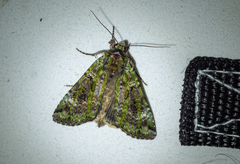 Anaplectoides prasina