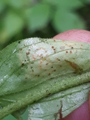 Puccinia arenariae