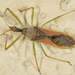 Leafhopper Assassin Bug - Photo no rights reserved, uploaded by Jesse Rorabaugh