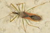 Leafhopper Assassin Bug - Photo no rights reserved, uploaded by Jesse Rorabaugh