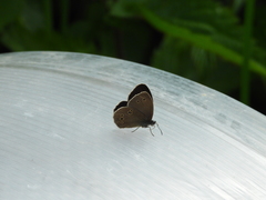 Aphantopus hyperantus