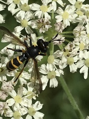 Conops flavipes