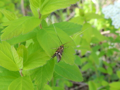 Nemophora degeerella