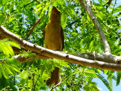 Pheucticus chrysopeplus