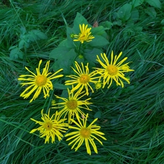 Doronicum austriacum