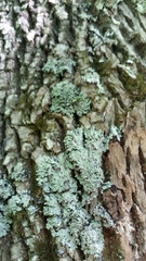 Heterodermia squamulosa