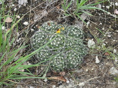Escobaria missouriensis