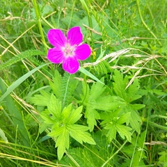 Geranium palustre