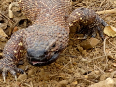 Heloderma horridum