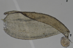 Plagiothecium piliferum