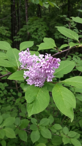 Hungarian lilac (Syringa josikaea)