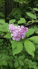 Syringa josikaea