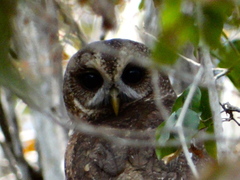 Strix virgata