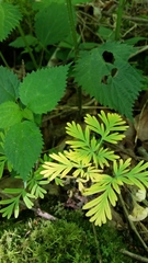 Dicentra