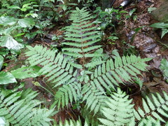 Pteris pteridioides