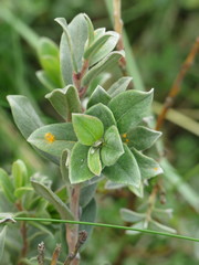 Salix repens