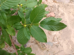 Frangula betulifolia