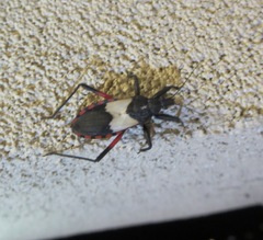 Microtomus purcis