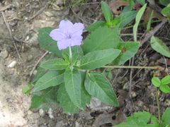Ruellia strepens