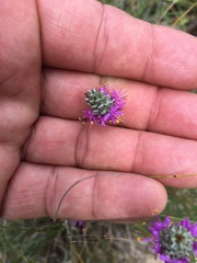 Dalea tenuis
