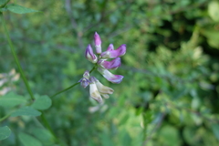 Vicia dumetorum