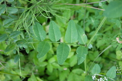 Vicia dumetorum