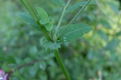 Vicia dumetorum